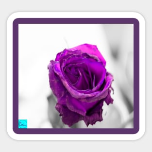 purple rose Sticker